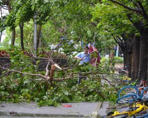 A man walks among tree branches broken by strong winds brought by Typhoon Hato in Shenzhen. Photo...