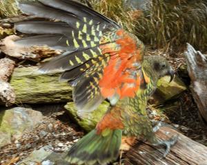 This kea held at the Dunedin Botanic Garden's aviary will not be allowed to breed as the...