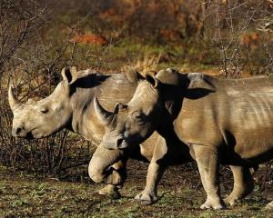 Rhinos are seen at the Mafikeng Game Reserve in the North West province. Photo: Reuters