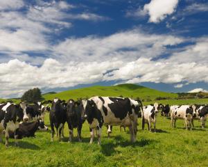 The government says it is committed to eradicating Mycoplasma bovis with a 10-year plan that will...