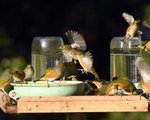 Silvereyes (waxeyes to many) flock to a bird table in Sawyers Bay, where they drink up to six...