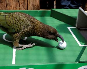 Does it come as any great surprise that a kea is being used to predict the winners of the World...