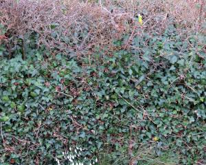 You can just see the unopened head of the daffodil poking through the hedge. Photo: Maureen Howard