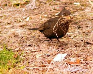 Ben Pearse, of St Clair, has been watching this blackbird, one of a pair, busily collecting all...