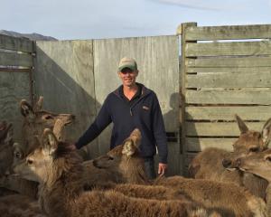 Lachie Mee works with deer at Coleridge Downs. Photo: Supplied