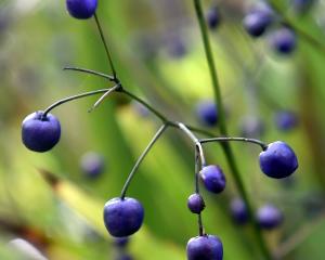 Dianella negra