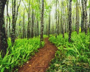 Trail through beautiful ash trees and native ferns in the Makawao Forest Reserve, Hawaii. Photo:...