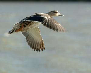 A mallard duck in flight. Photo: Stephen Jaquiery