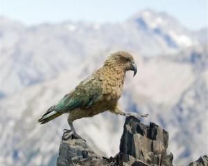 A kea on Avalanche Peak in Arthur's Pass. Photo by Andrew Walmsley.