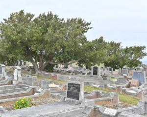 One of the many Chatham Island akeake trees scattered throughout the Andersons Bay Cemetery. Some...