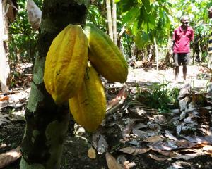 Ocho chocolate was developed from relationships with cocoa growers in the Pacific. PHOTO: SUPPLIED