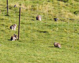 A rabbit control model was presented to the Otago Regional Council yesterday. PHOTO: STEPHEN...