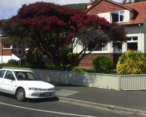 This beautiful manuka in North Rd is somewhat diminished now, following a recent 
...