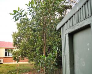 This young Moreton Bay fig tree is growing surprisingly well behind the demolished St James...