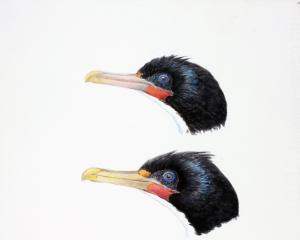 From top: Foveaux shag, Otago shag, and Chatham Island shag. ILLUSTRATION: DEREK ONLEY