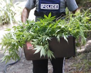 A police officer carries cannabis plants seized during a raid in Northland. PHOTO: SUPPLIED