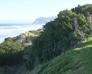 Dark green mounds of taupata spreading over the sand dunes beside John Wilson Ocean Drive at St...