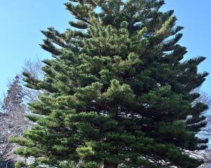 One of the finest Norfolk Island pines in Dunedin grows in the front garden of 519 Great King St...