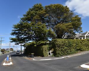 The large tree on the left is a mature cedar of Lebanon growing at the corner of Bellevue St and...