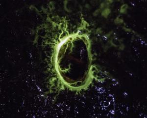 Glow-in-the-dark limpet Latia neritoides, the worlds’ only bioluminescent freshwater snail....