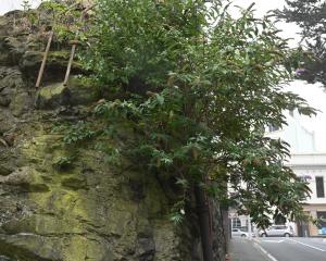 This butterfly bush in Dunedin’s Burlington St magically manages to turn bare 
...