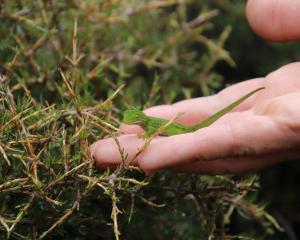 A neonate (baby) jewelled gecko being released, December 2020. PHOTOS: SUPPLIED