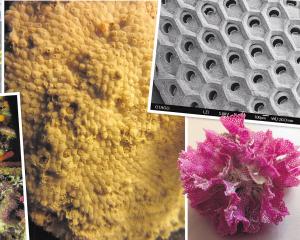Bryozoans (clockwise from top left) Hornera robusta; Macropora grandis, showing the individual...