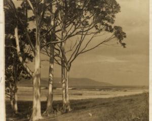 Sunlit Gums, 1918-1920.  George Chance photograph. P1991-023/01-0187, HOCKEN COLLECTIONS UARE...