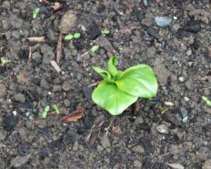A seedling two weeks after sowing.