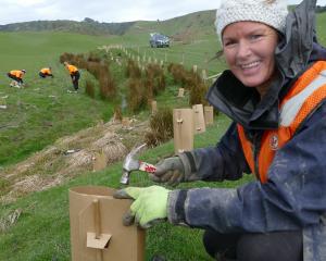 Habitat Restorations Aotearoa employee Jen Cook protects one of about 100,000 new native plants,...