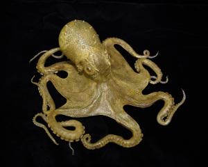 A glass model of Octopus vulgaris (Octopus), part of the Otago Museum collection.
