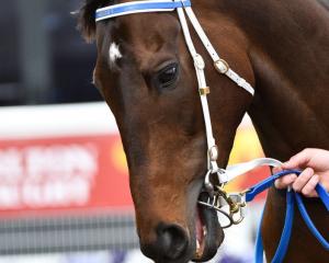 Incentivise blitzed the field in last month's Caulfield Cup. Photo: Getty Images 