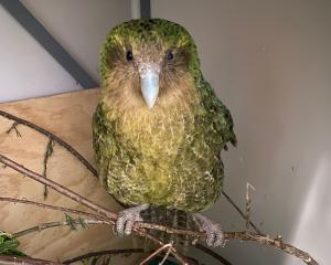 Dunedin Wildlife Hospital kakapo patient Alison is recovering from a serious injury to her left...