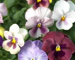 Pansies, a pretty and practical addition to any garden, will flower over a longer period if...