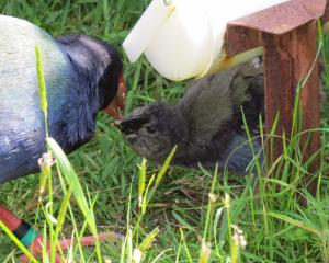 Waimarie feeds her chick from the hopper. PHOTO: ALYTH GRANT