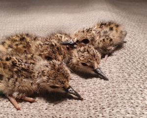 Kaki/black stilt chicks born on December 23, at the Twizel Department of Conservation brooding...