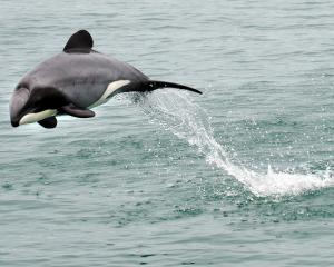 A Hectors dolphin makes a spectacular leap.  PHOTO: STEPHEN JAQUIERY