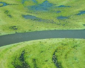 Moulting paradise shelducks mob up on the Taieri River in the Styx Basin. 
...