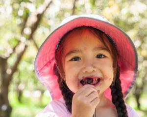 Lily Craig, of Auckland, samples the product at Cheeki Cherries’ charity picking yesterday. The...