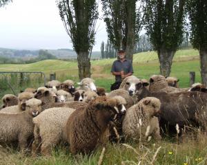 Waimate teacher and black and coloured sheep breeder Stuart Albrey at home on his farm. PHOTO:...