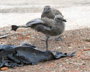 The first new life has hatched on the site of the new Dunedin Hospital. Up to a dozen black...