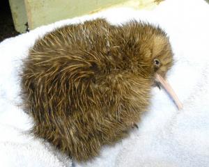 One of the three rowi kiwi chicks relocated to Nelson. Photo: Lizzy Sutciffle, DoC
