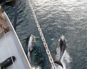 Bottlenose Dolphins surf the bow wake of the boat, while a bob of seals go about their day....