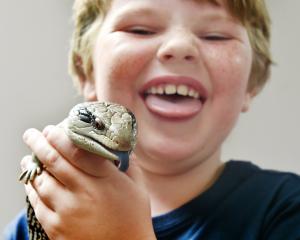 James Purvis, of Lawrence, with 4-year-old Wybie, the Australian eastern blue-tongued skink at...