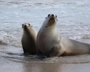 A pair of curious seals make their way up St Kilda Beach on Tuesday. PHOTOS: KIM LLOYD