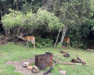 White tail deer at Port William.