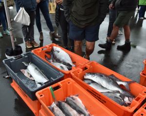 Harbour Fish’s stall at the Otago Farmers Market. PHOTO: GREGOR RICHARDSON