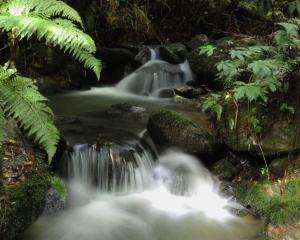 The abundance of life in Orokonui Stream is clearly indicative of its health. PHOTO: ALEX WELLER