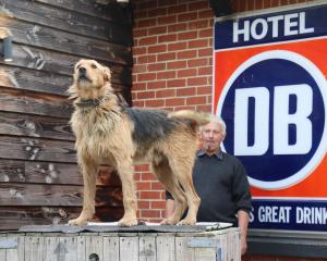 David Robertson begins the canine competition with a bang, or rather a bark, with his dog,Crew,...