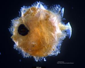 A larval sunfish, just millimetres across. PHOTO: KERRYN PARKINSON